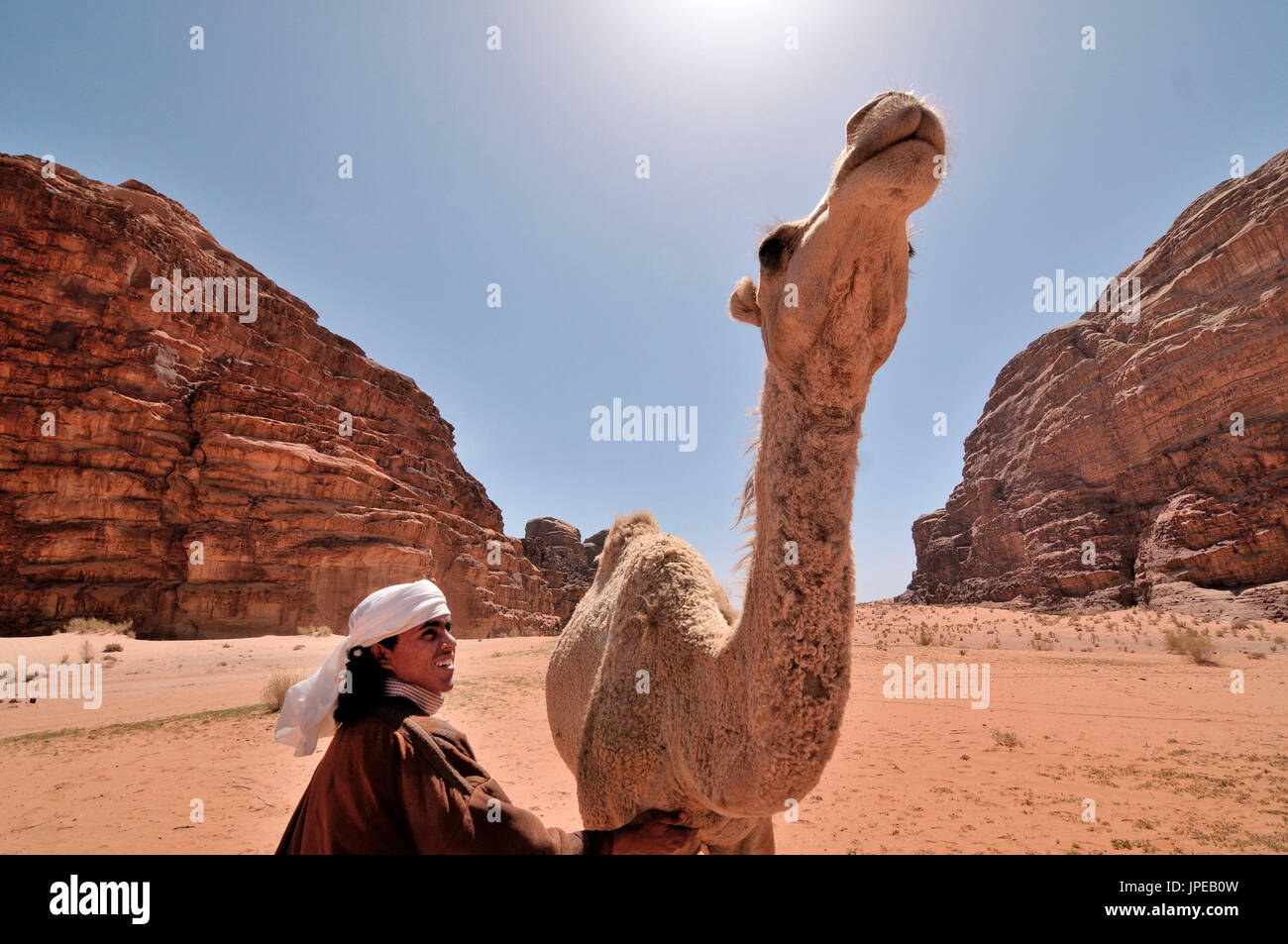 Una carezza beduin un dromedario nel deserto di Wadi Rum, Giordania Foto Stock