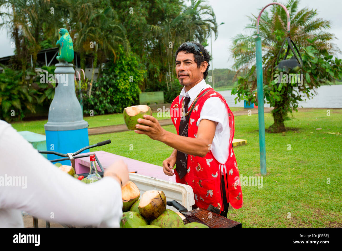 Cosa Rica, noci di cocco AL PARCO NAZIONALE DI TORTUGUERO Foto Stock