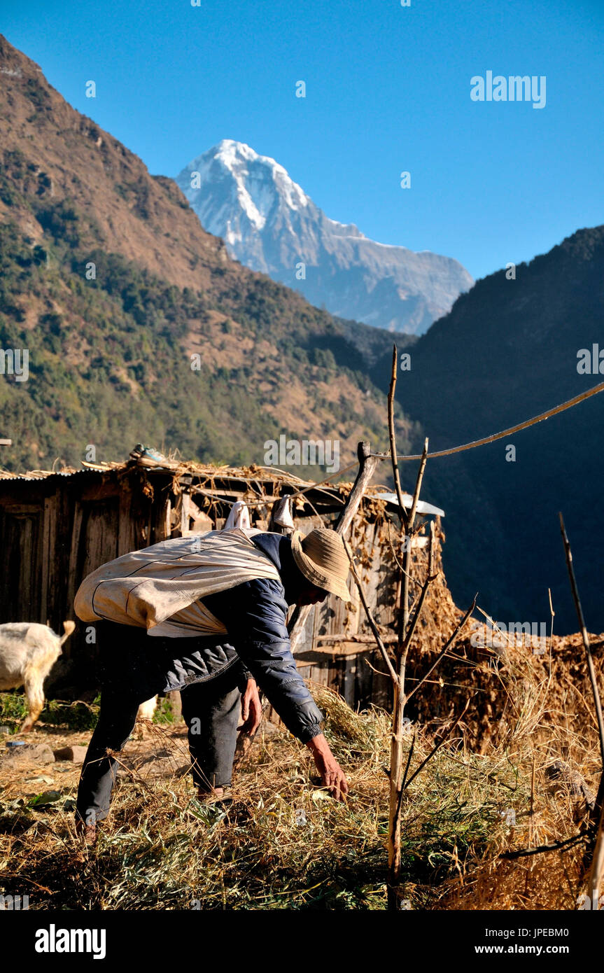 Il popolo del Nepal, specialmente in montagna, vive di agricoltura ed è comune durante un trek essendo di fronte a scorci delle grandi vette himalayane Foto Stock