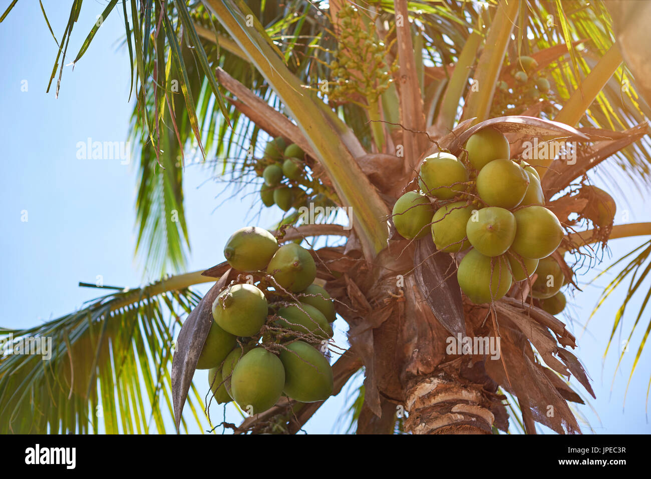 Noci di cocco appeso sul palm tree in giornata soleggiata azzurro sfondo del cielo Foto Stock