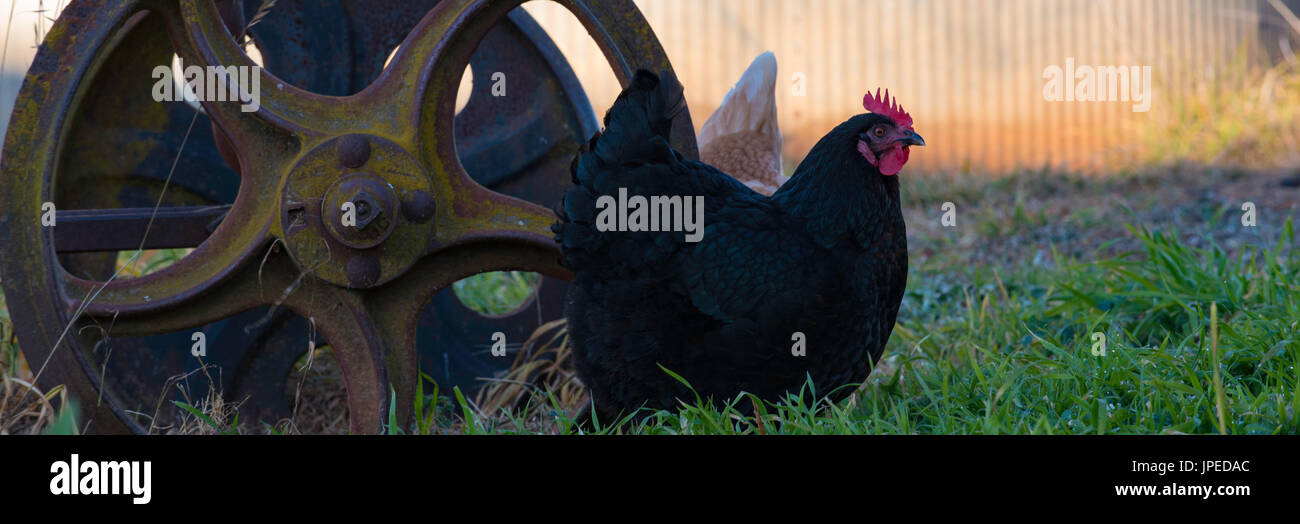 Una gallina Australorp alimentando in un cantiere aperto hanno bisogno di una formazione di ruggine vecchia fattoria ruota di macchine Foto Stock