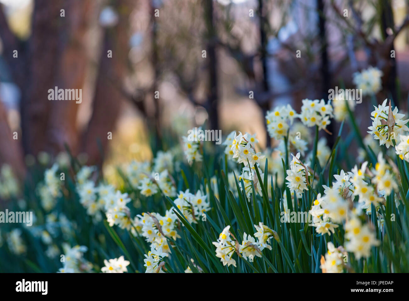 Un letto giardino di Jonquils (Narcissus tazetta papyraceous) presso la storica cantina Rowlee home in arancione, NSW, Australia Foto Stock