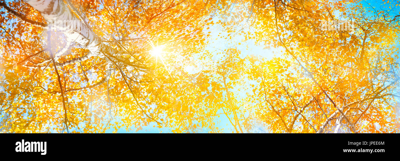 Bosco autunnale, guardando dritto verso l'alto. Foto Stock