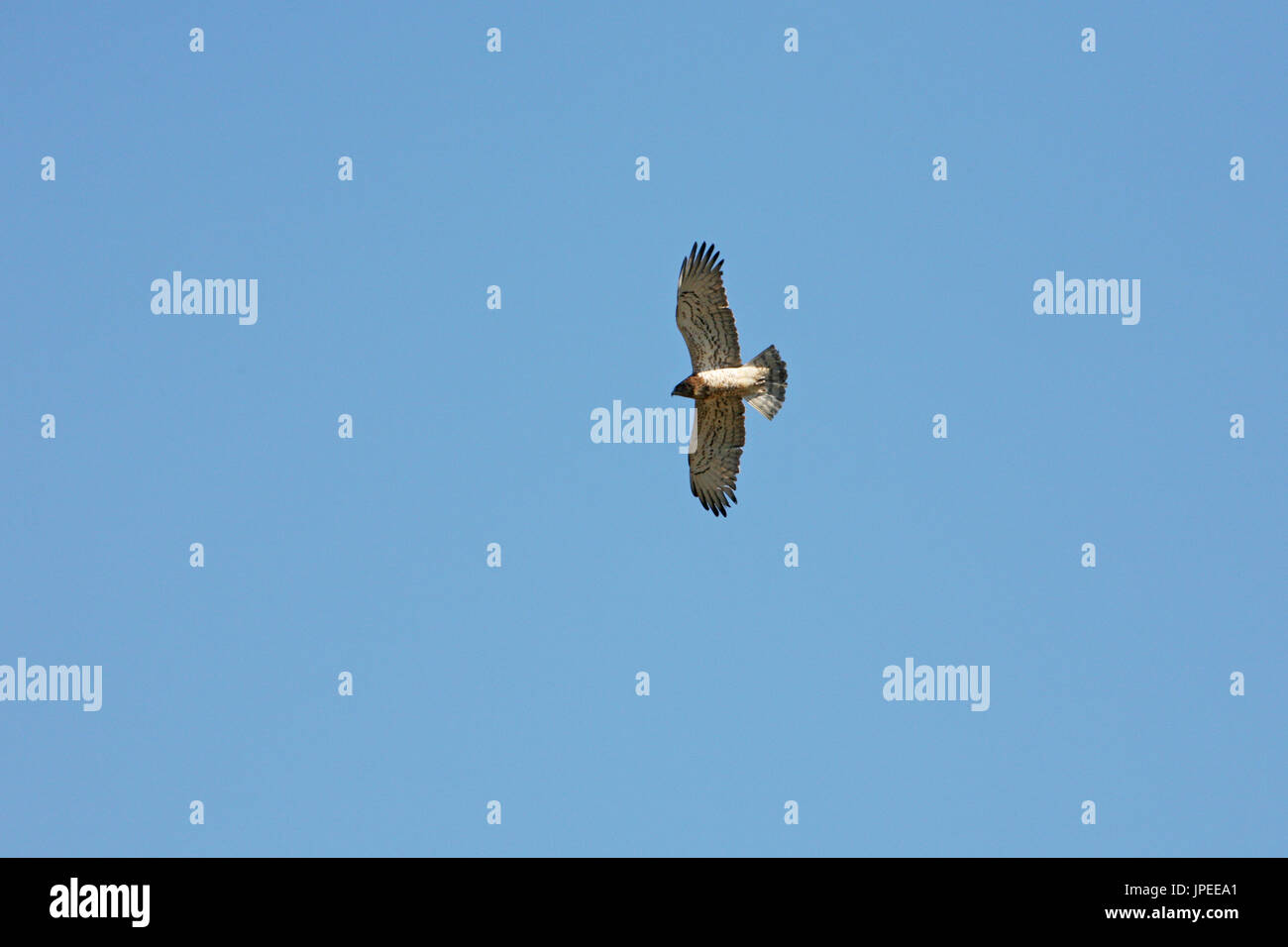 Corto-toed eagle Circaetus gallicus in volo Extremadura Spagna Foto Stock