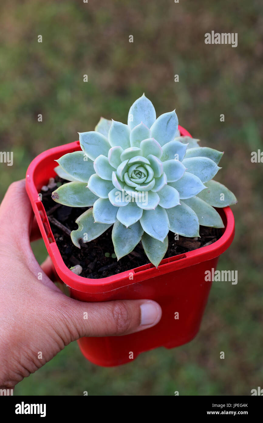 Potted Echeveria piante succulente isolata contro uno sfondo bianco Foto Stock