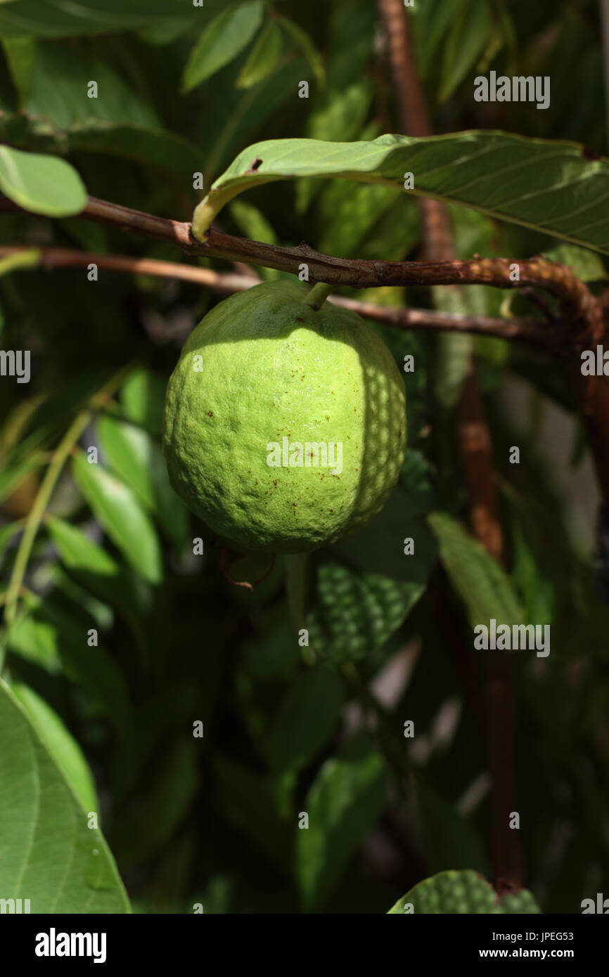 Close up cresciuto in casa Psidium guajava Foto Stock