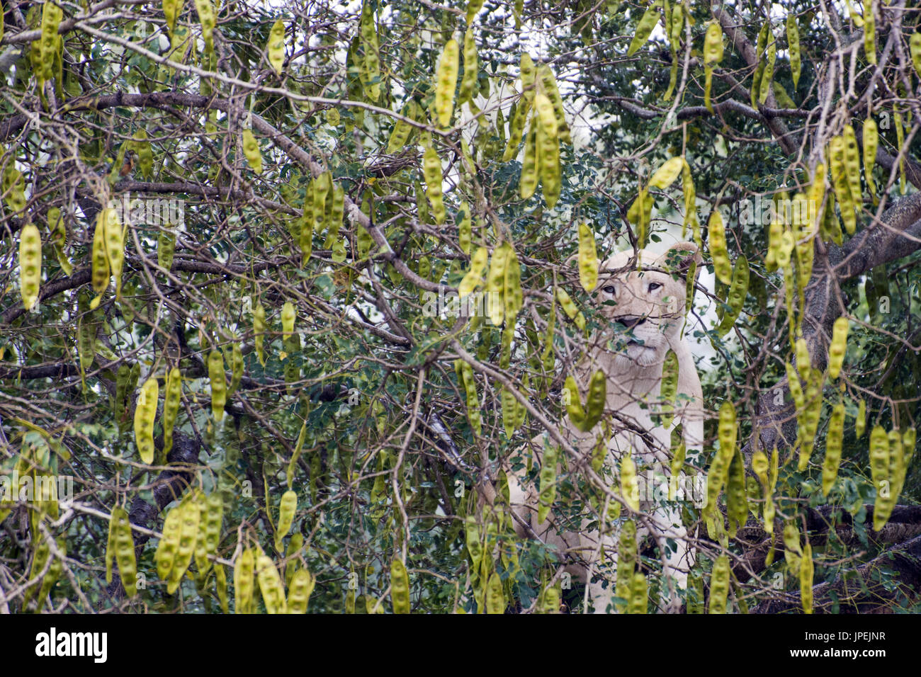 African leonessa bianca - Panthera leo Foto Stock