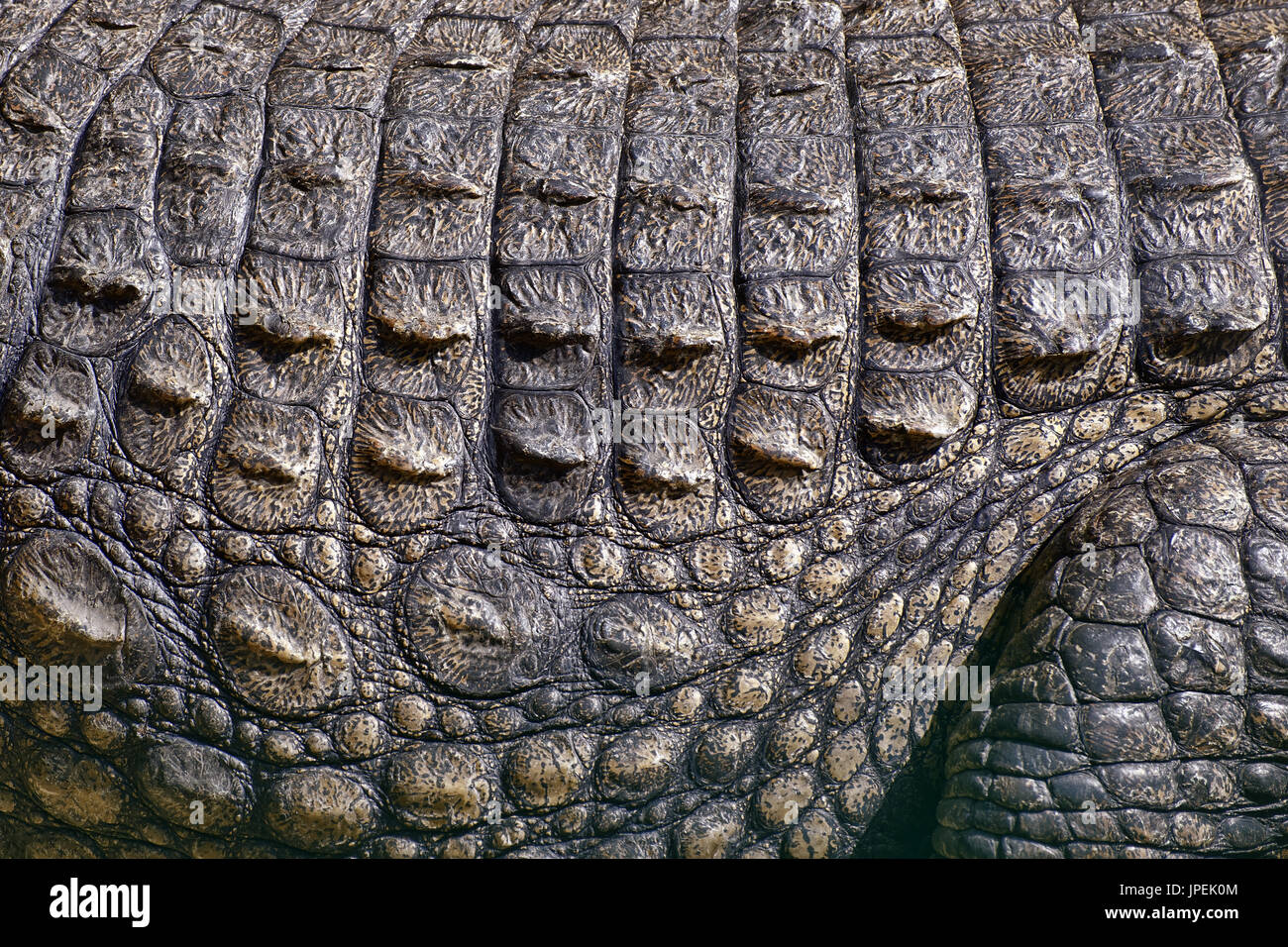 Coccodrillo del Nilo pelle - Crocodylus niloticus Foto Stock