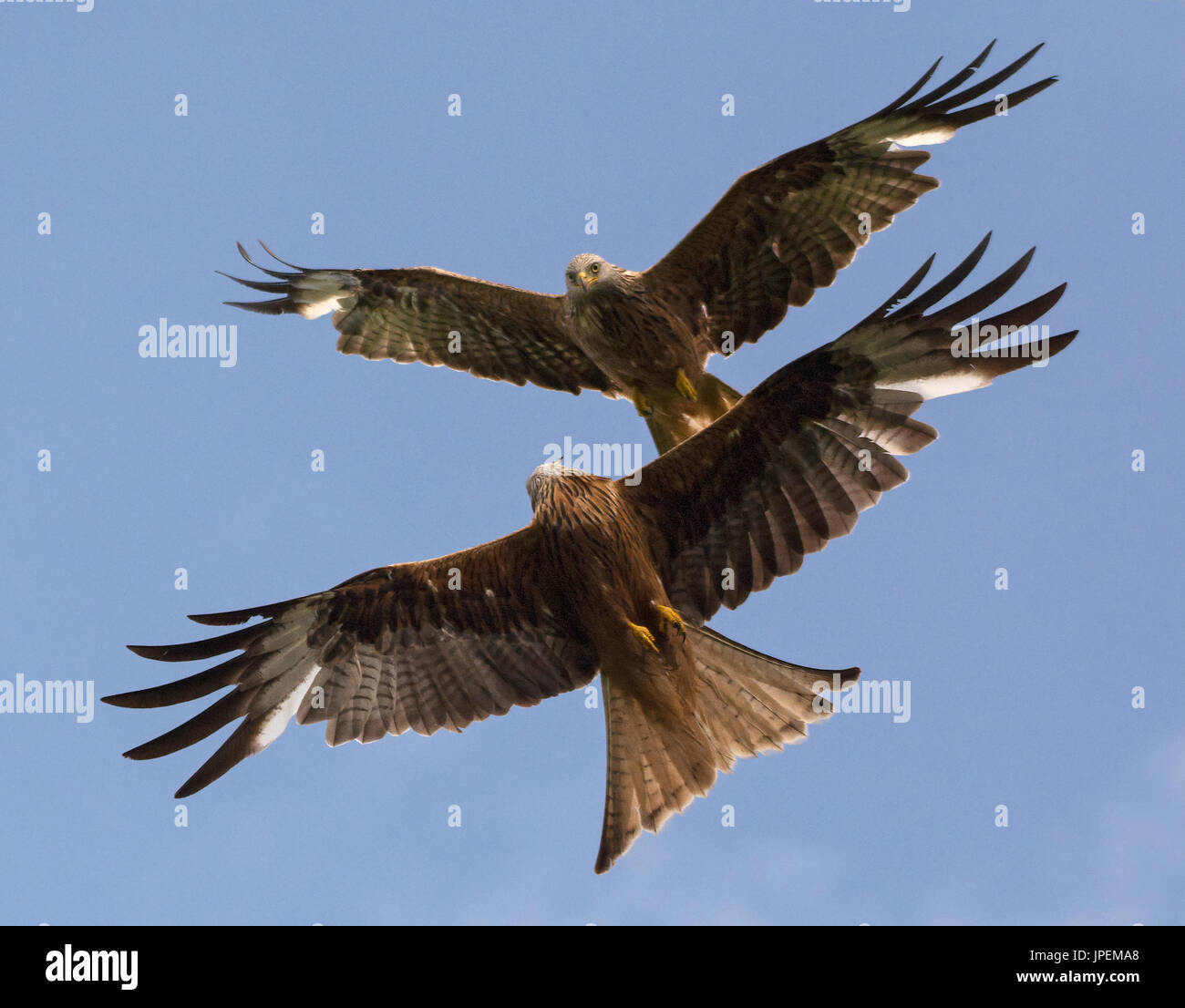 Due Red Kites, Milvus milvus, in volo Foto Stock