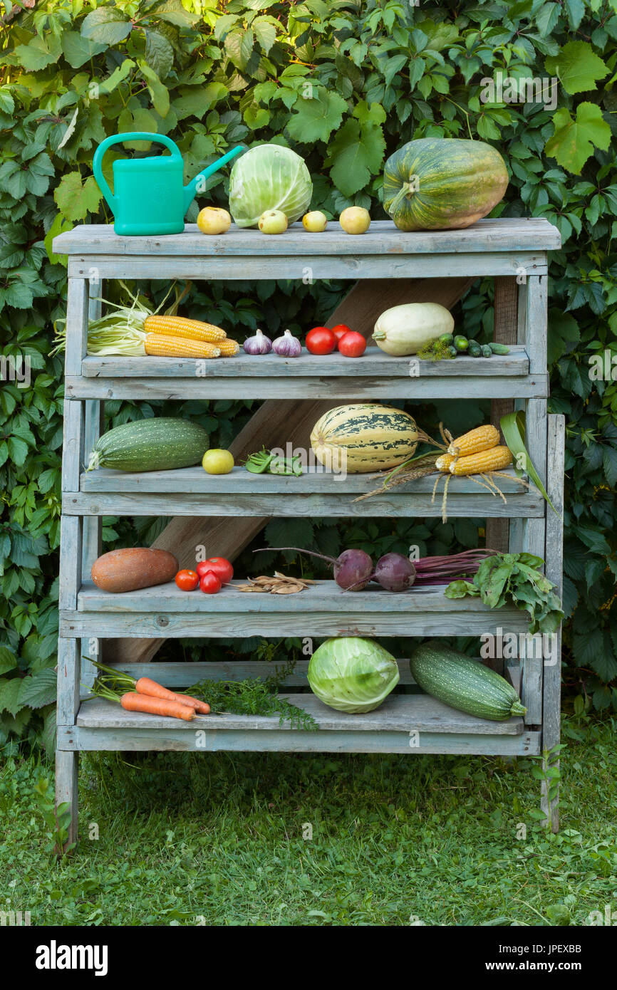 Fresche verdure organiche su una vecchia costruzione in legno all'esterno della scaletta. Giovani freschi ortaggi. Composizione di verdure su scala. Foto Stock