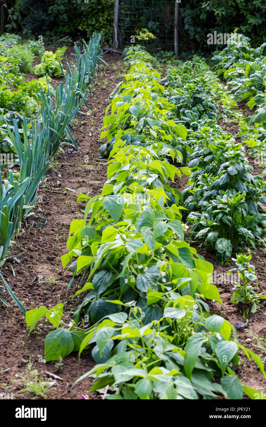 Vegetale nel giardino, alimenti biologici Francia Foto Stock