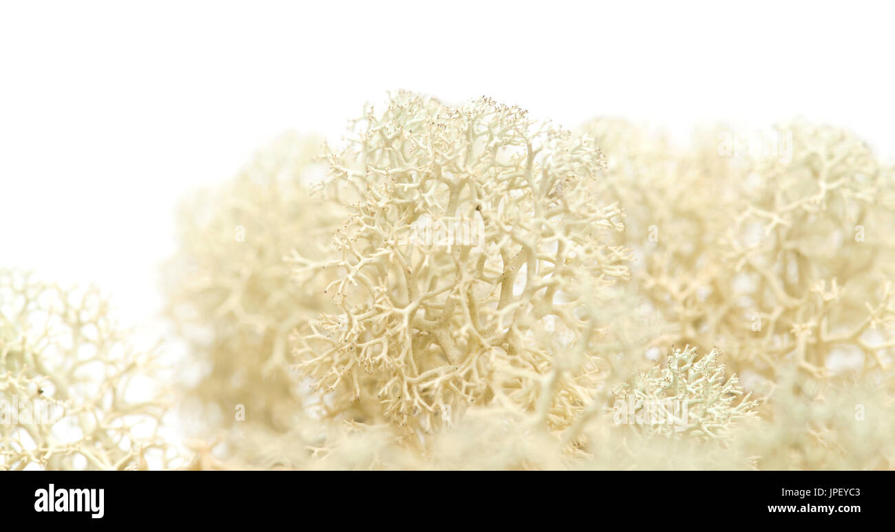 Licheni delle renne Cladonia macro isolato su bianco Foto Stock