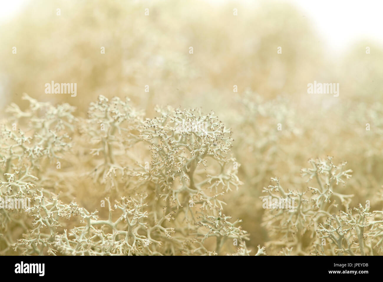 Licheni delle renne Cladonia naturale sfondo macro Foto Stock