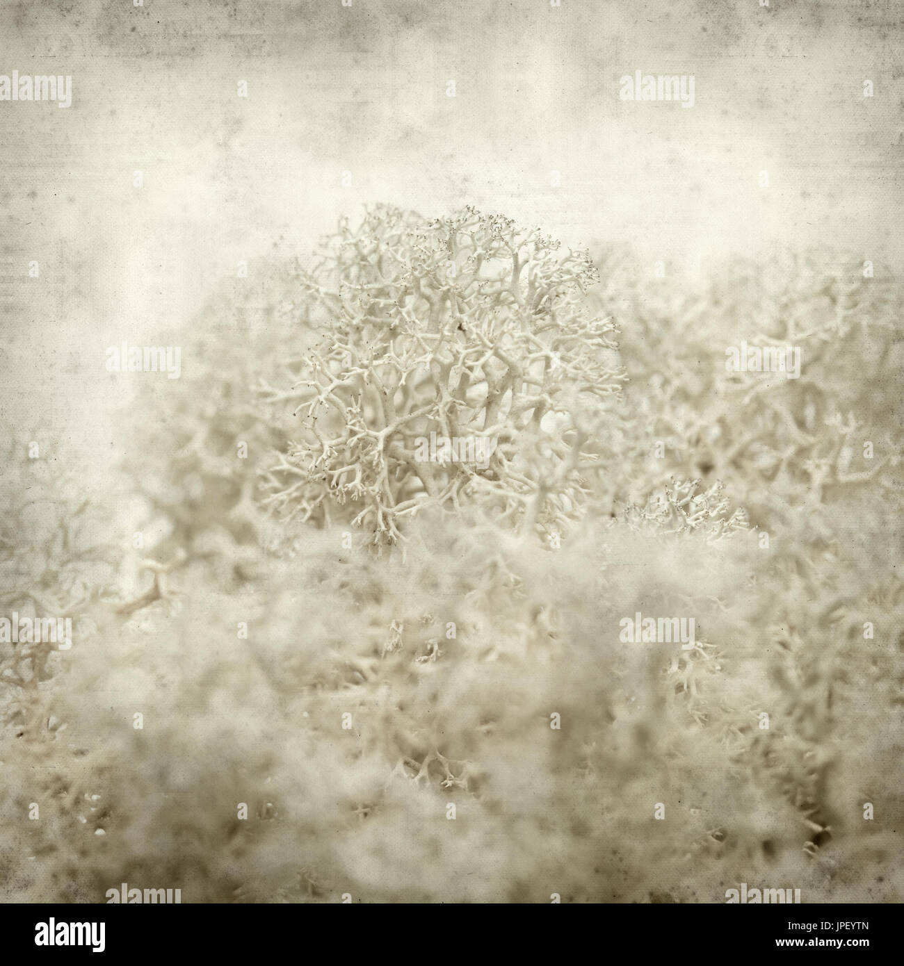 Textured vecchia carta sfondo con Cladonia, licheni delle renne macro Foto Stock