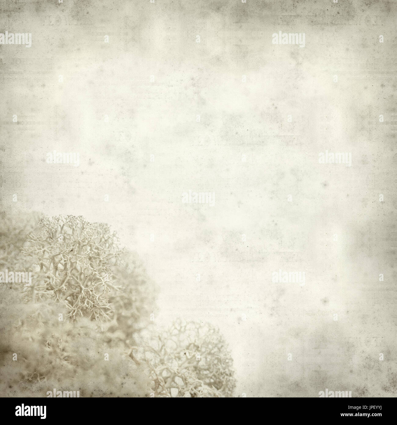 Textured vecchia carta sfondo con Cladonia, licheni delle renne macro Foto Stock