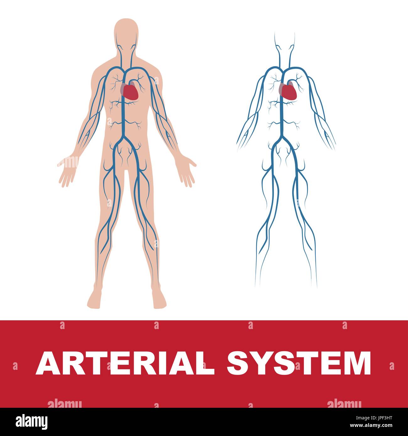 Illustrazione vettoriale di arteriosa umana sistema isolato su bianco. Il cuore e le arterie principali del corpo umano. Entrambi, con la forma del corpo e senza. Illustrazione Vettoriale