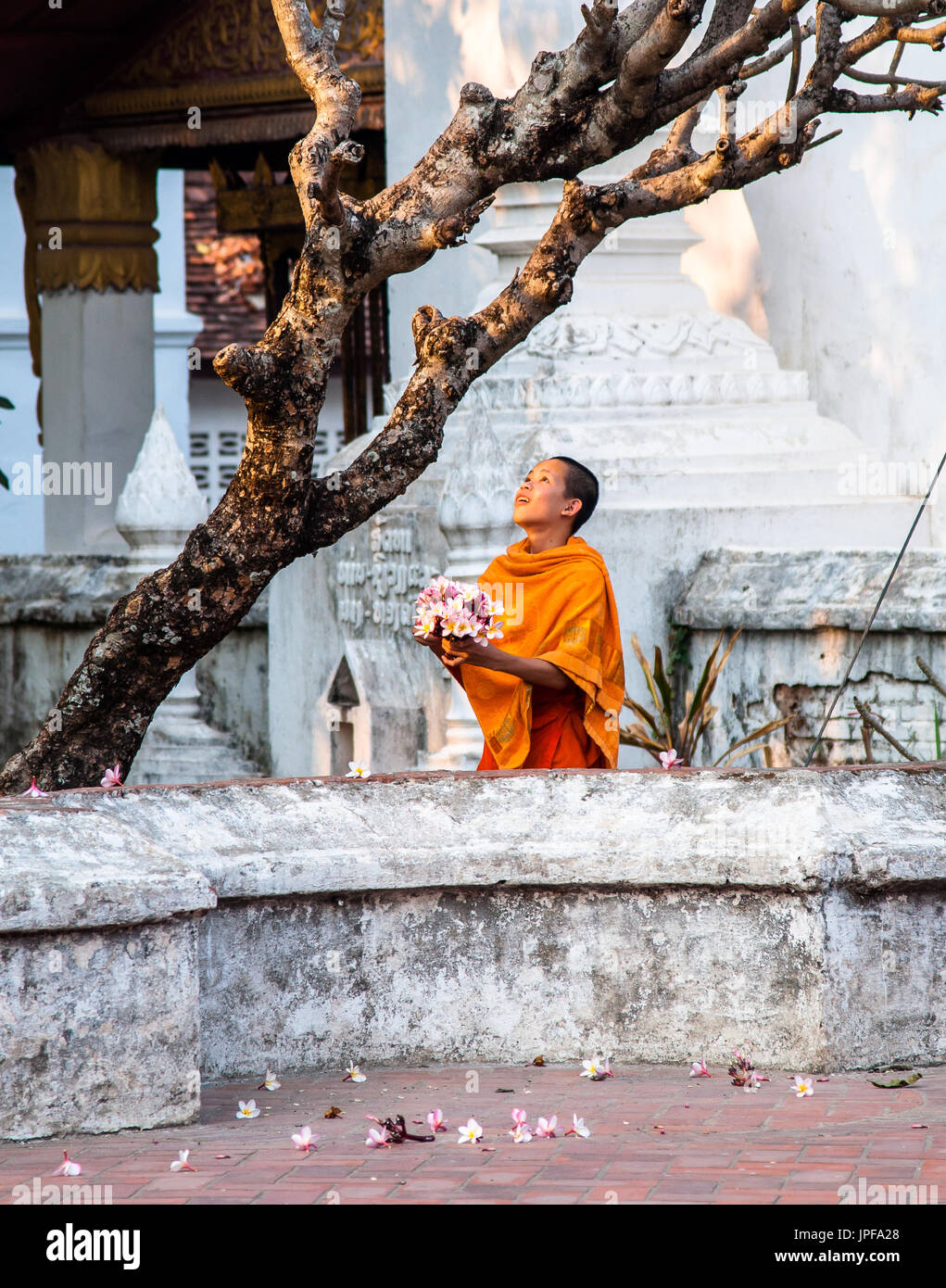 LUANG Prabang, Laos - Febbraio 17, 2013: Monk picking fiori di frangipani Foto Stock