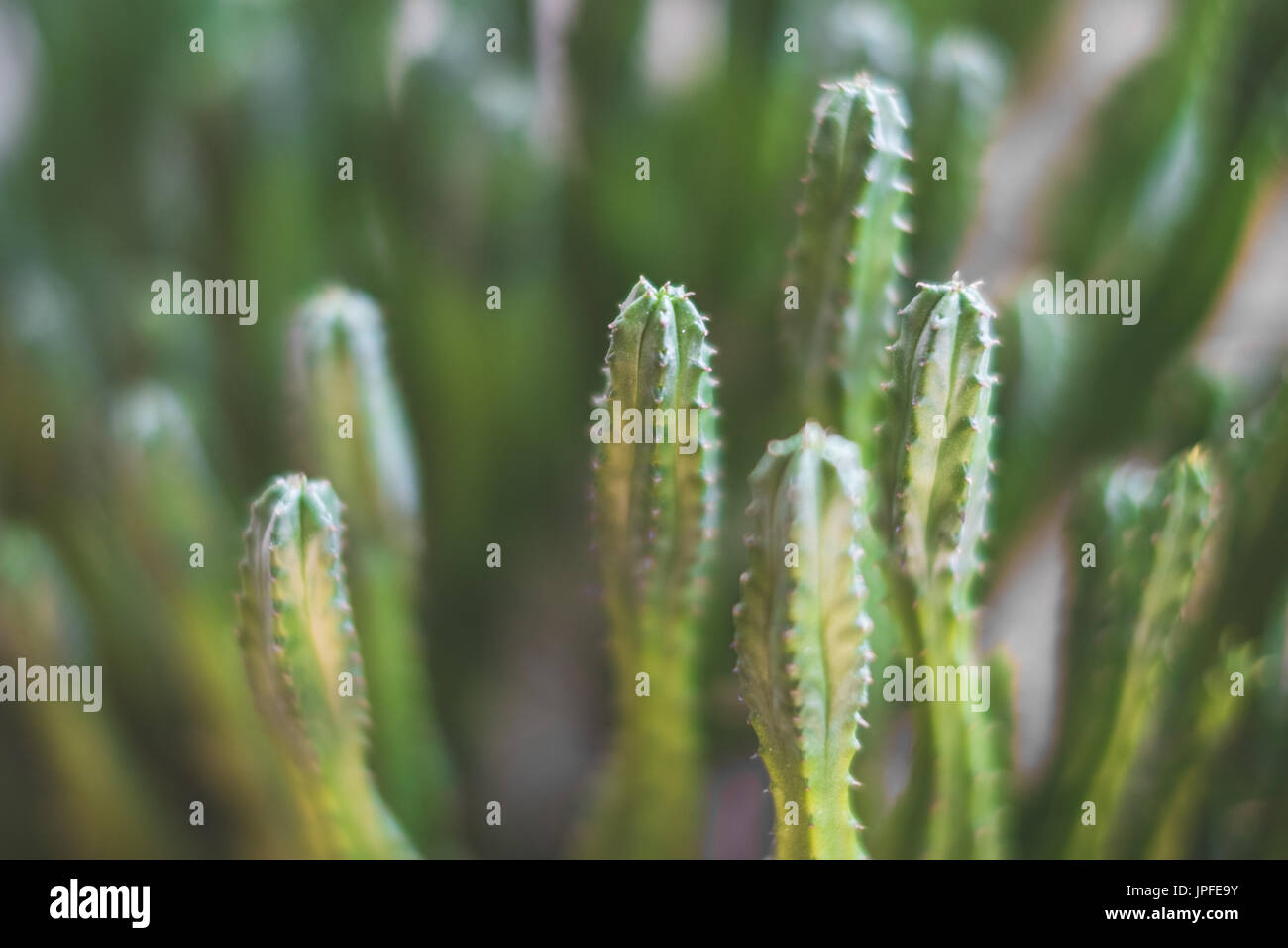 Piccolo cactus closeup , piante di cactus macro Foto Stock