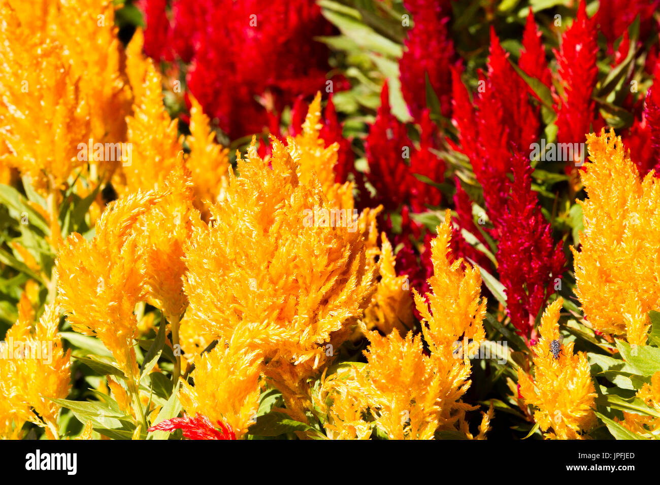 Abington Park, Northampton, meteo, 1 agosto 2017. Il sole di questa mattina con la luce delle nuvole e ora di nuovo la previsione per il giorno. Un fiore coloratissimo letto di Celosia argentea var. plumosa secolo serie in piena fioritura nel parco superiore facendo un bel tocco di colore. Credito: Keith J Smith./Alamy Live News Foto Stock