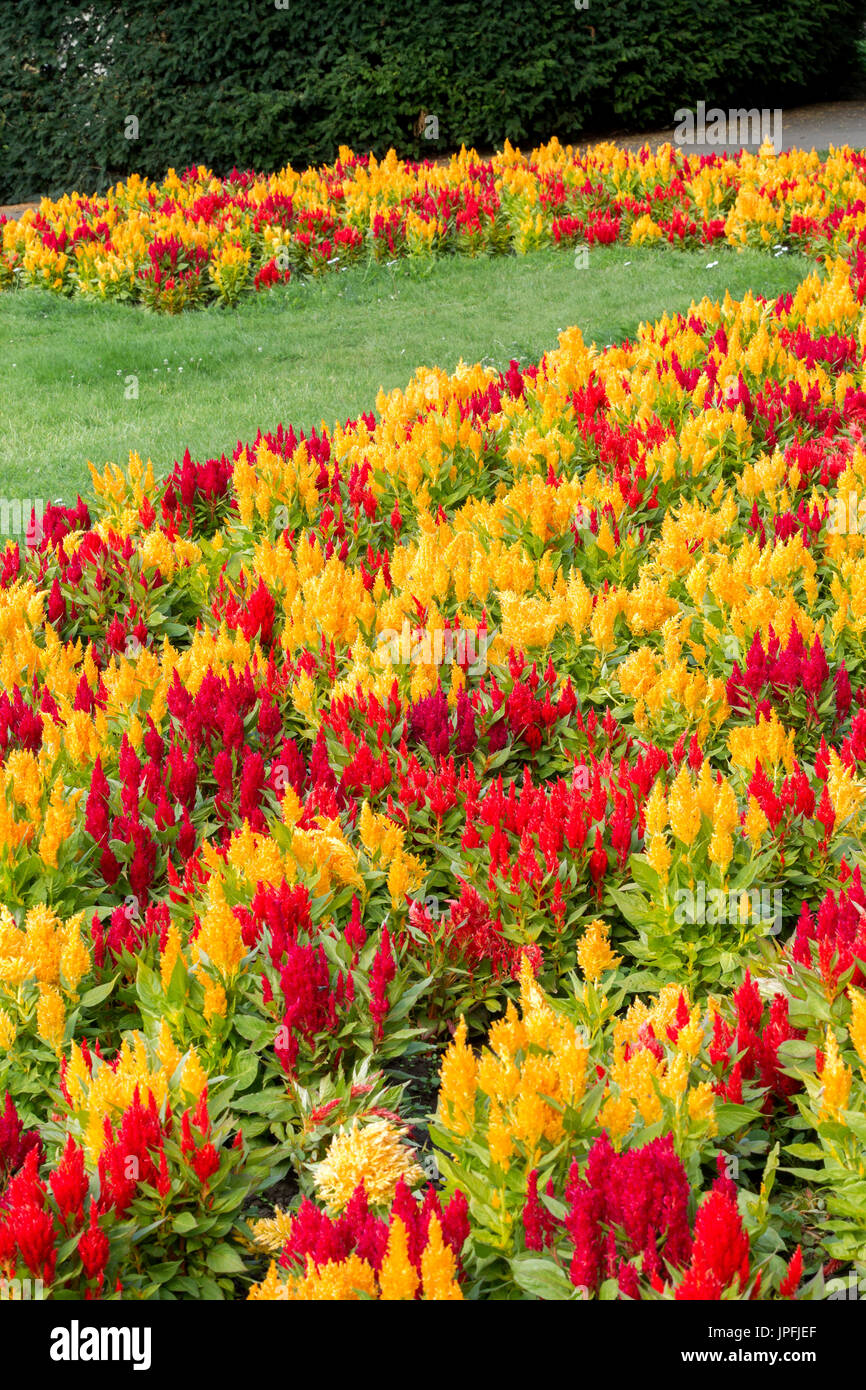 Abington Park, Northampton, meteo, 1 agosto 2017. Il sole di questa mattina con la luce delle nuvole e ora di nuovo la previsione per il giorno. Un fiore coloratissimo letto di Celosia argentea var. plumosa secolo serie in piena fioritura nel parco superiore facendo un bel tocco di colore. Credito: Keith J Smith./Alamy Live News Foto Stock
