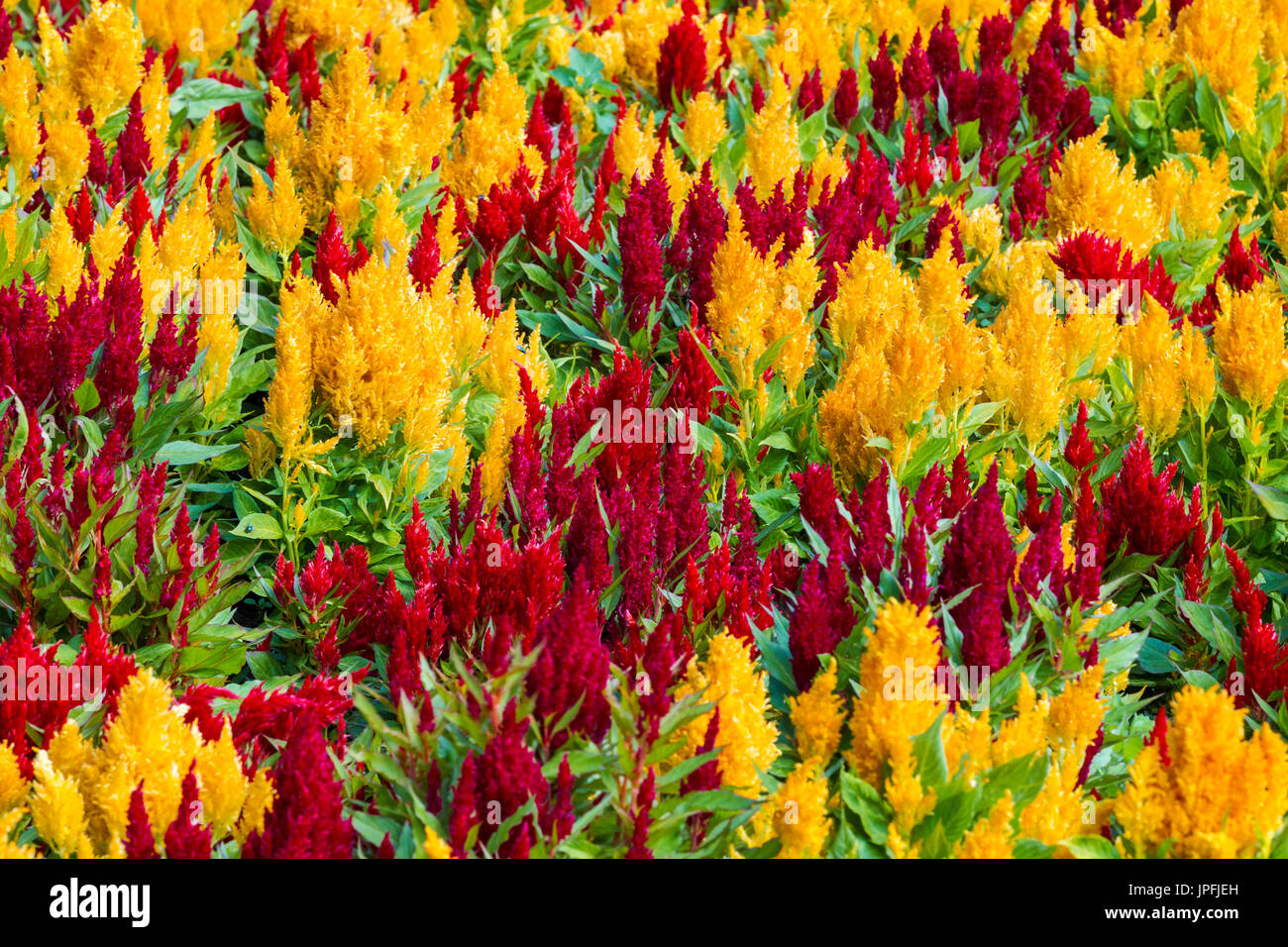Abington Park, Northampton, meteo, 1 agosto 2017. Il sole di questa mattina con la luce delle nuvole e ora di nuovo la previsione per il giorno. Un fiore coloratissimo letto di Celosia argentea var. plumosa secolo serie in piena fioritura nel parco superiore facendo un bel tocco di colore. Credito: Keith J Smith./Alamy Live News Foto Stock