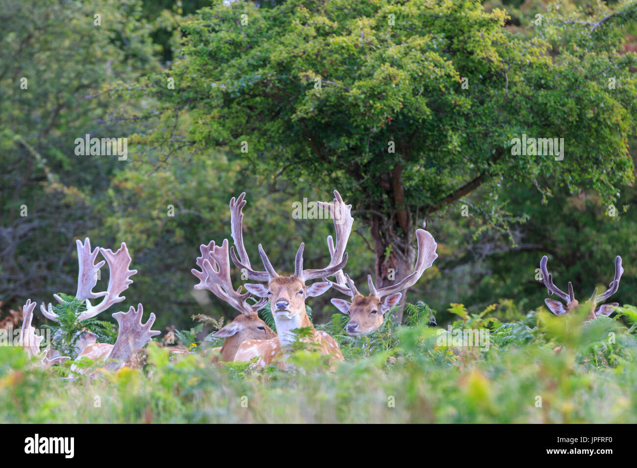 Un gruppo di maschi selvatici daini bucks ((dama dama) oziare al sole, England, Regno Unito Foto Stock