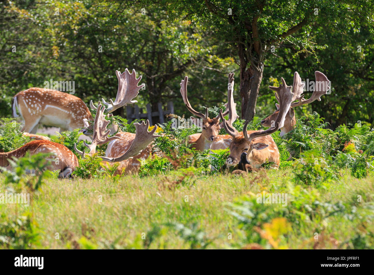 Un gruppo di maschi selvatici daini bucks ((dama dama) oziare al sole, Richmond Park, England, Regno Unito Foto Stock