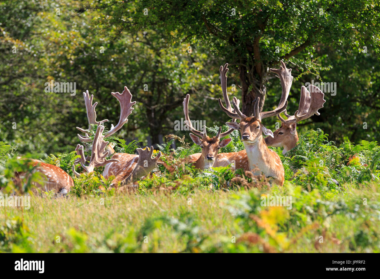 Un gruppo di maschi selvatici daini bucks ((dama dama) oziare al sole, Richmond Park, England, Regno Unito Foto Stock