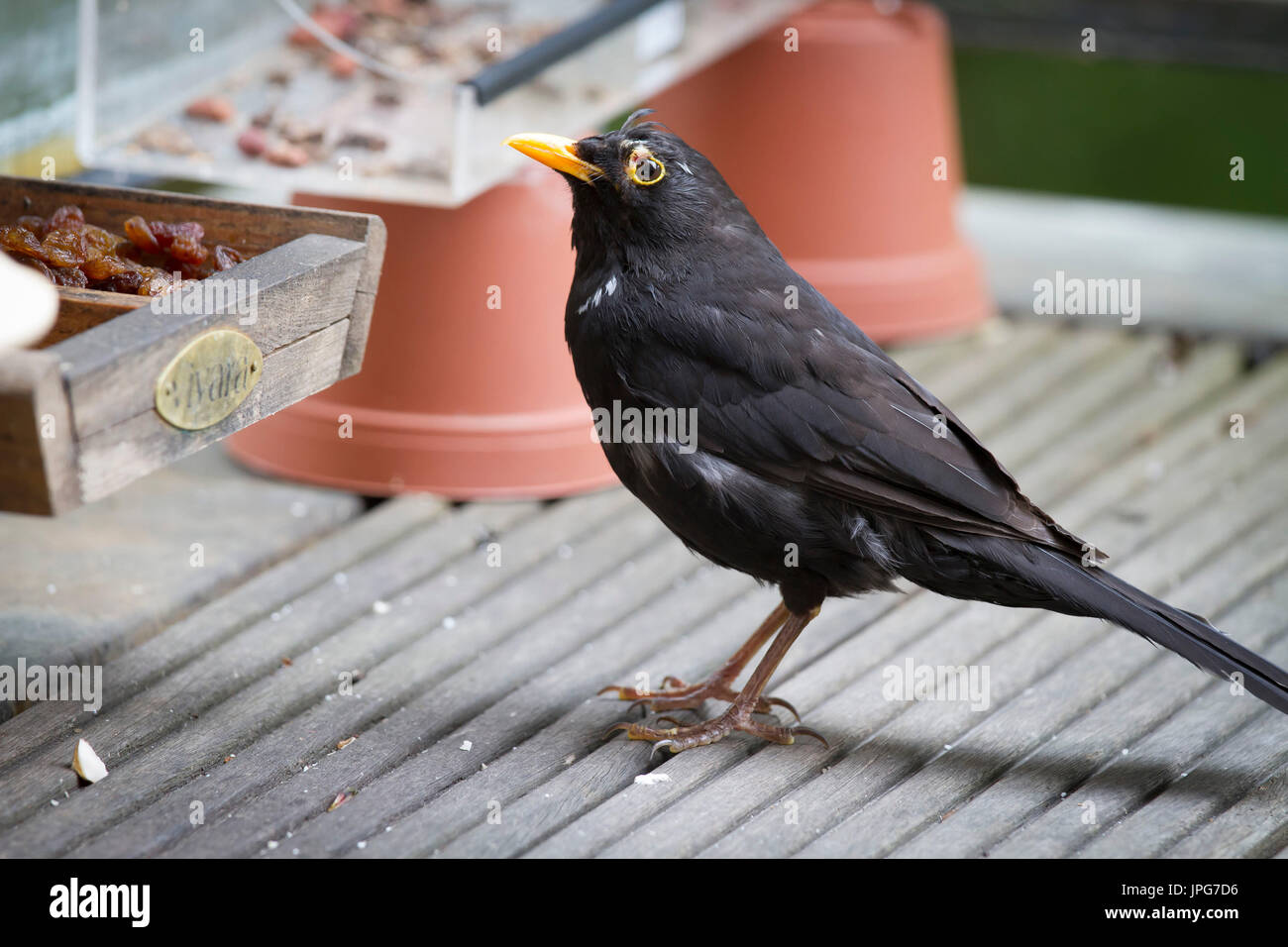 Europa, Germania, comune blackbird (Turdus merula) a una massa di alimentazione su un balcone. Europa, Deutschland, Amsel (Turdus merula) un einer Futterstelle Foto Stock