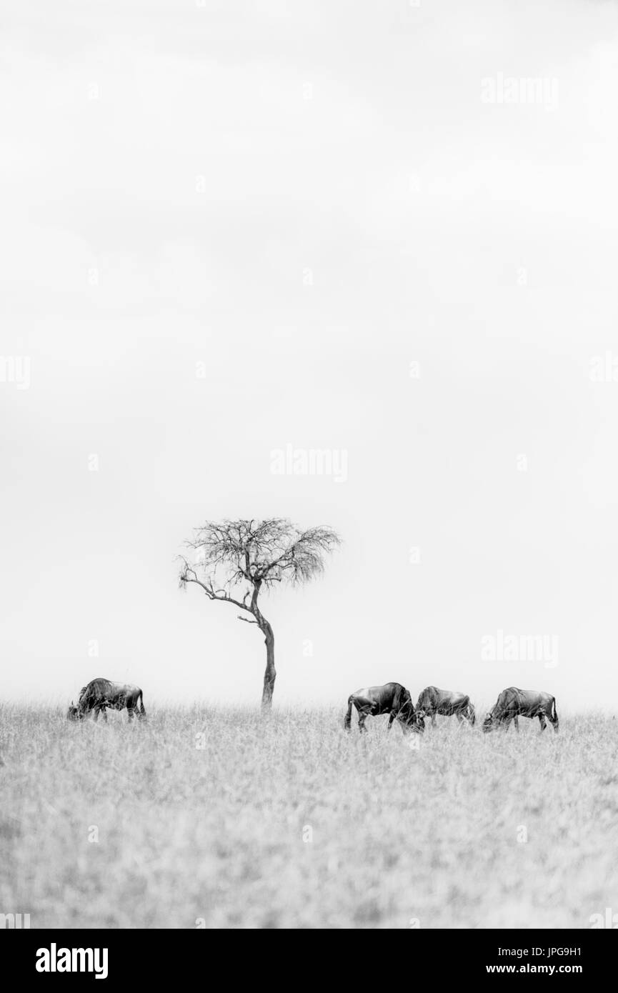 Gnu e un albero Foto Stock