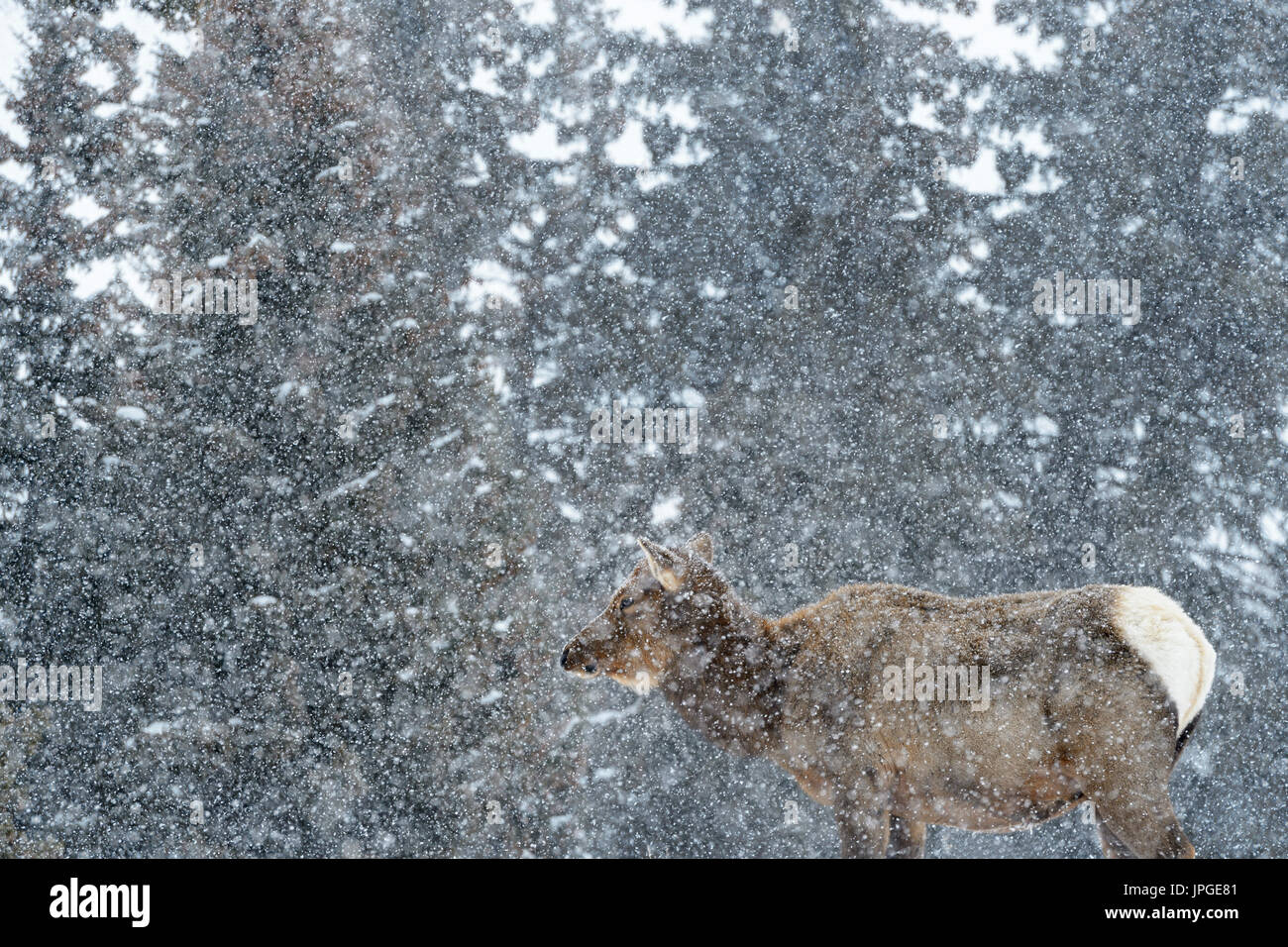 La bufera di neve in inverno con Elk (Cervus elaphus), femmina in piedi, il Parco Nazionale di Yellowstone, Montana, Wyoming negli Stati Uniti. Foto Stock