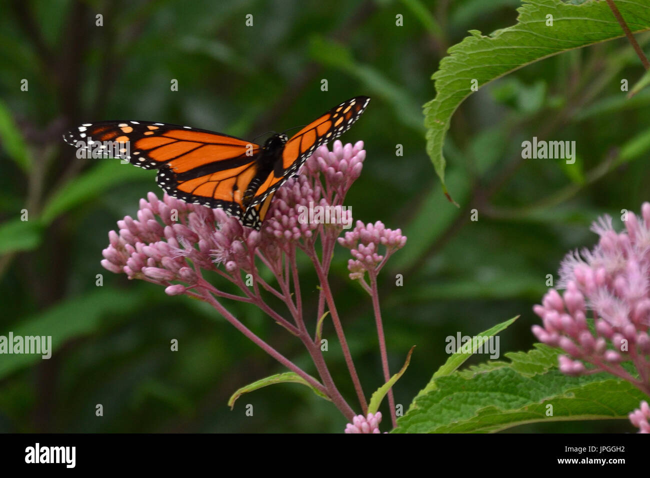 Farfalla Foto Stock