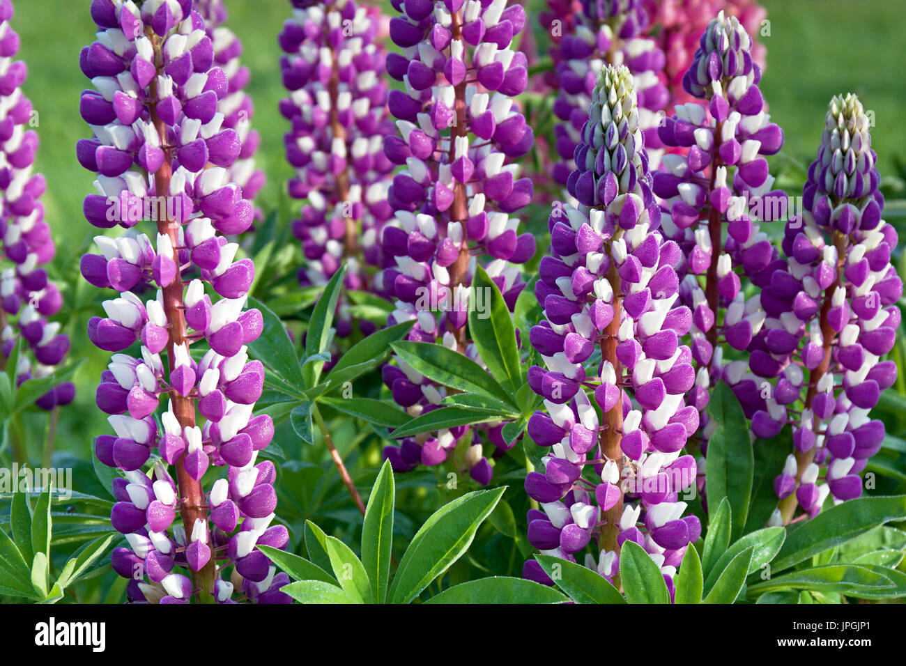 Due belle-colore bianco fiori viola i lupini fioritura su un aiuola di fiori in un giardino. letto floreale fioritura. selvaggio fiore lupin su un prato estivo clos Foto Stock