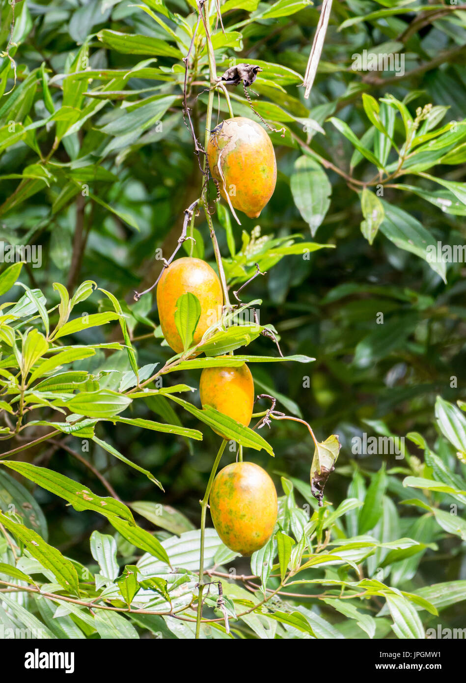 Frutti della passione su un vitigno nel selvaggio. La Colombia, Sud America. Foto Stock