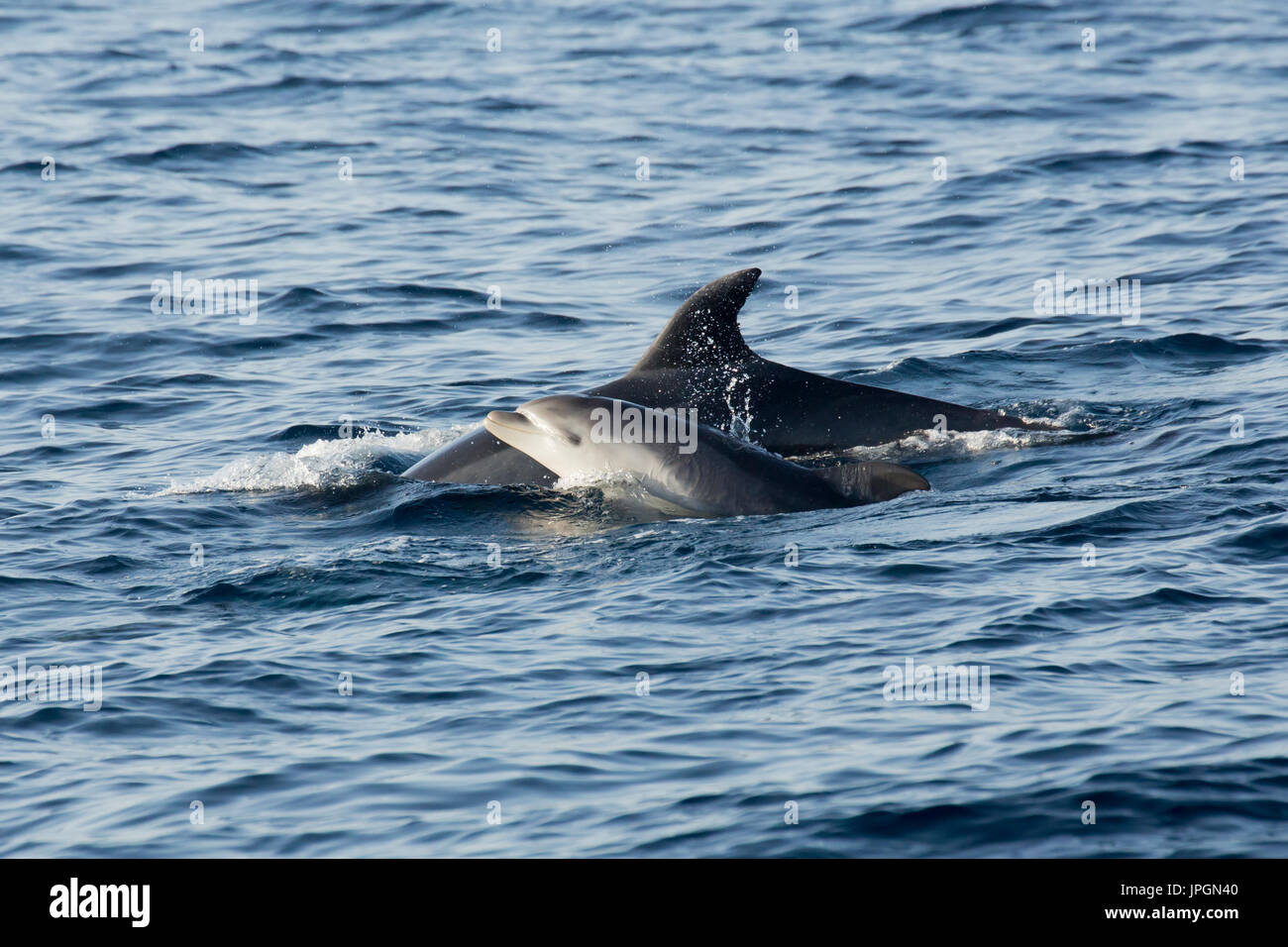 Comune di delfini Bottlenose (Tursiops tronca) la madre e il bambino affiorante nello Stretto di Gibilterra Foto Stock