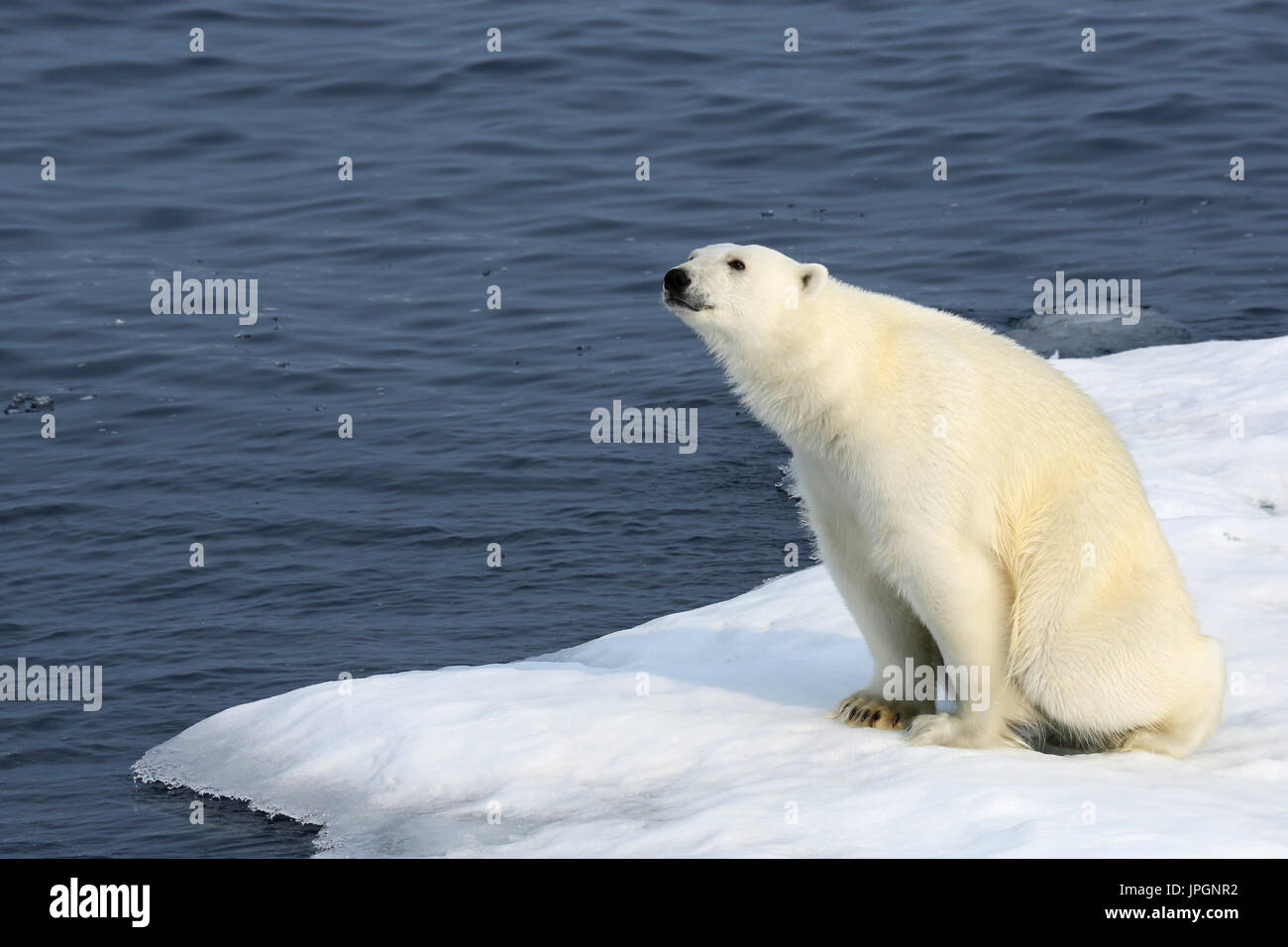 Un maschio di Orso Polare (Ursus maritimus) sul ghiaccio floe della baia di Baffin, Circolo Polare Artico, annusando Foto Stock