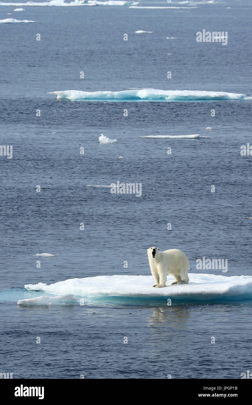 Un maschio di Orso Polare (Ursus maritimus) sul ghiaccio floe della baia di Baffin, Circolo Polare Artico Foto Stock