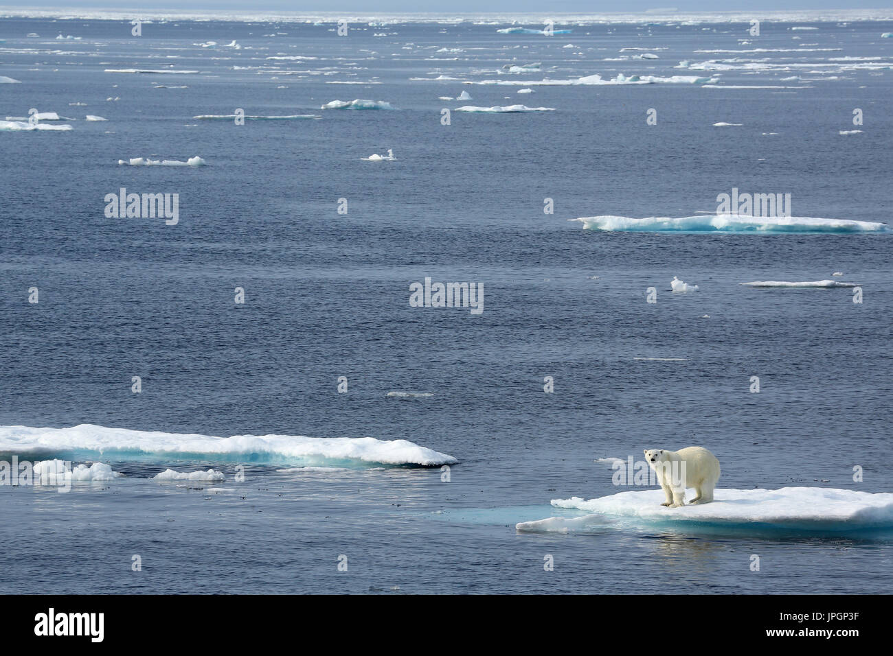 Un maschio di Orso Polare (Ursus maritimus) sul ghiaccio floe della baia di Baffin, Circolo Polare Artico Foto Stock