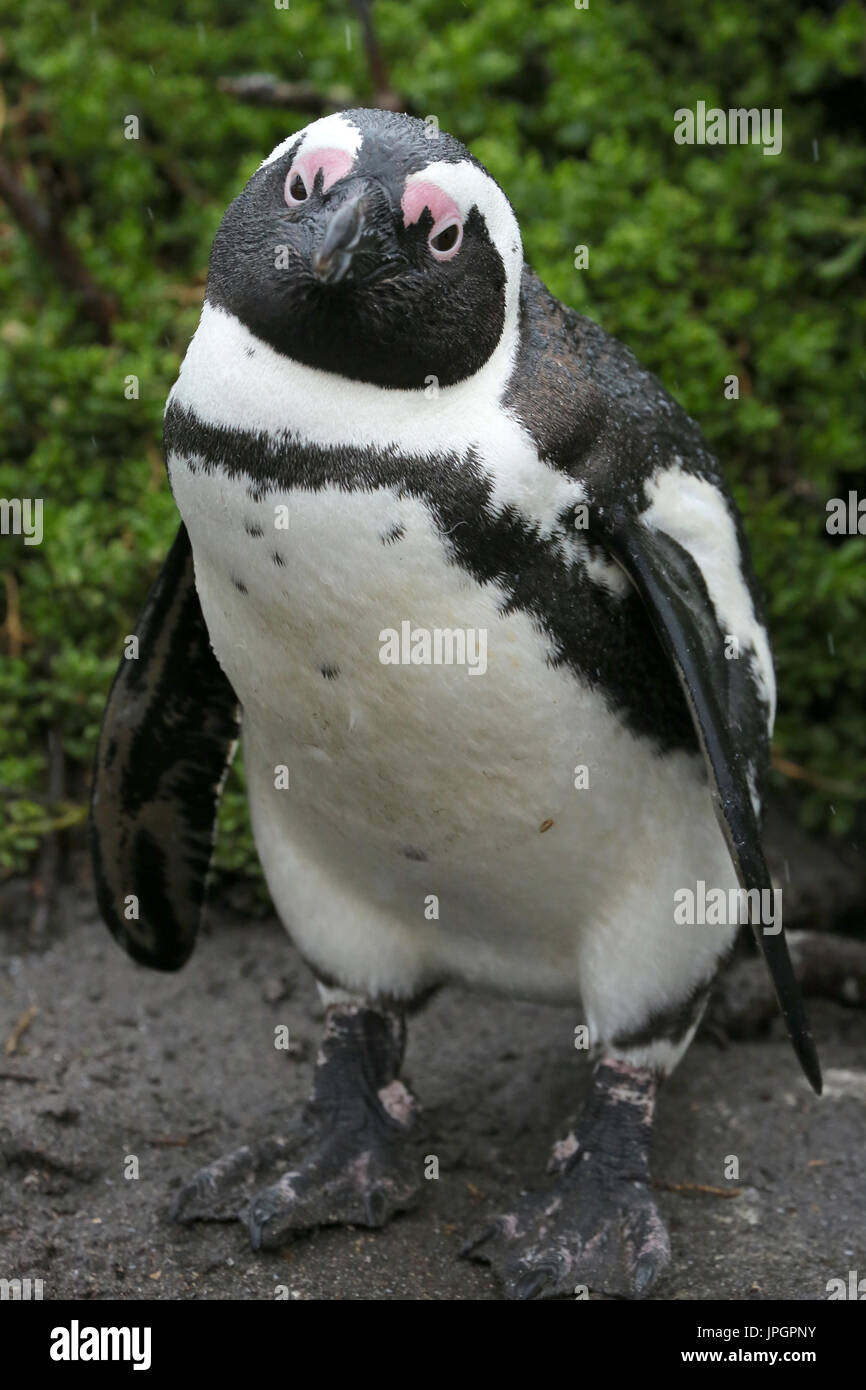 Ritratto del pinguino africano o del pinguino Jackass (Spheniscus demersus) alla colonia dei pinguini di Stony Point Foto Stock