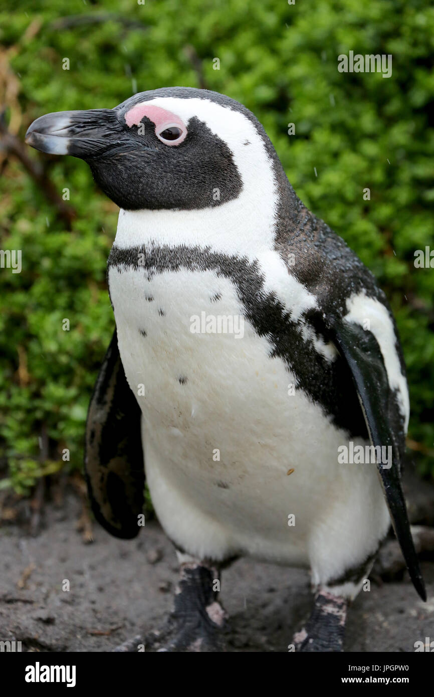 Ritratto del pinguino africano o del pinguino Jackass (Spheniscus demersus) alla colonia dei pinguini di Stony Point Foto Stock