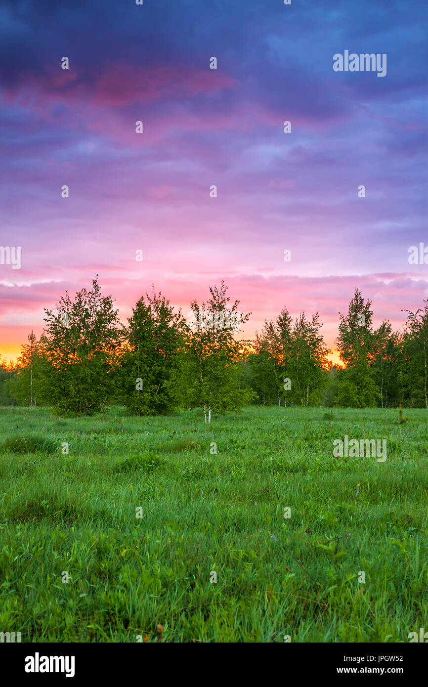 Bella estate paesaggio rurale con la foresta, un prato e nebbia a sunrise. vista woodland Foto Stock
