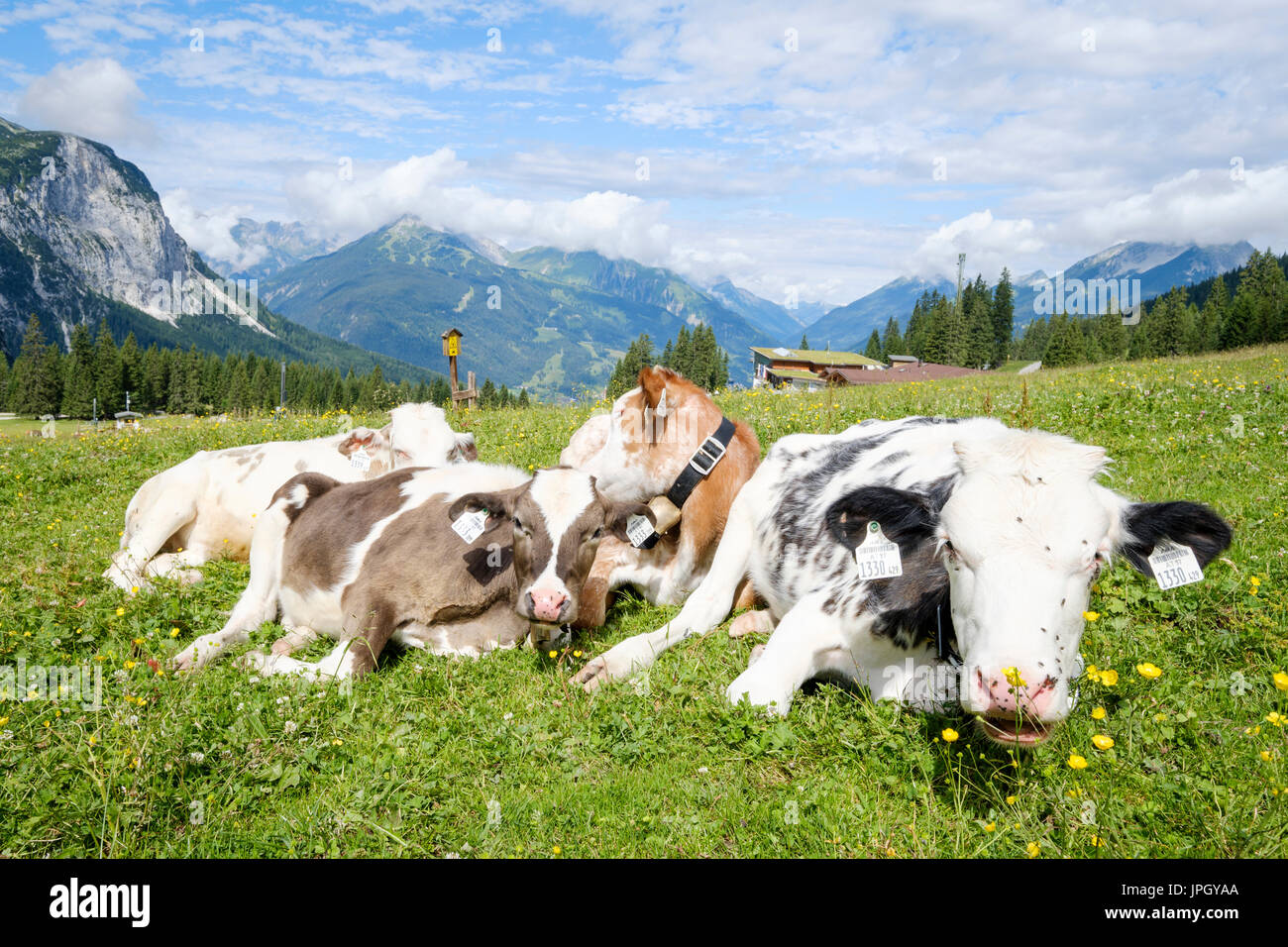 Mucche al pascolo a Ehrwalder Alm, Ehrwald, Tirolo, Austria Foto Stock