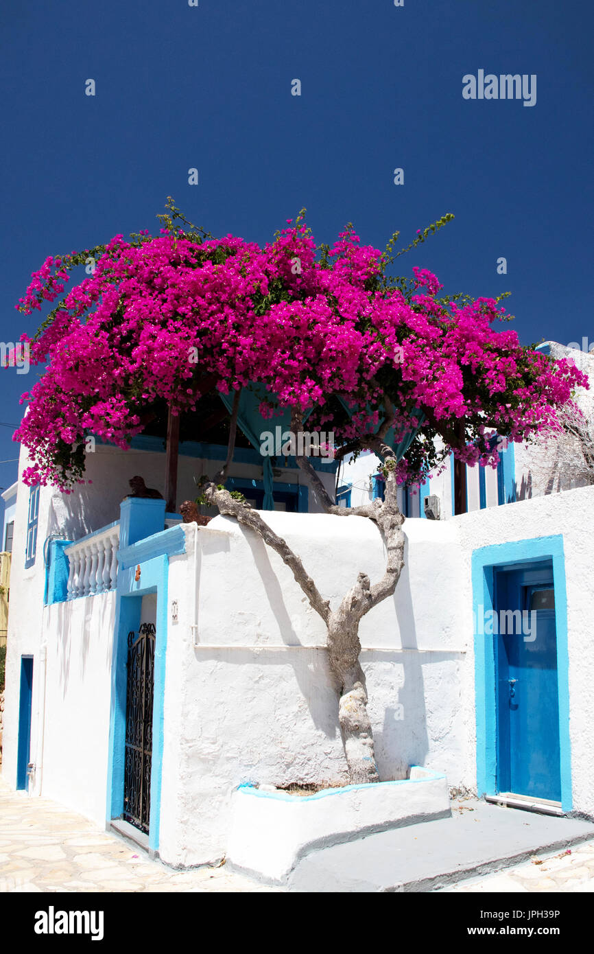 Tradizionale casa greca coperto in grande, rosa luminoso, bouganville tree, Emborio, Halki Foto Stock