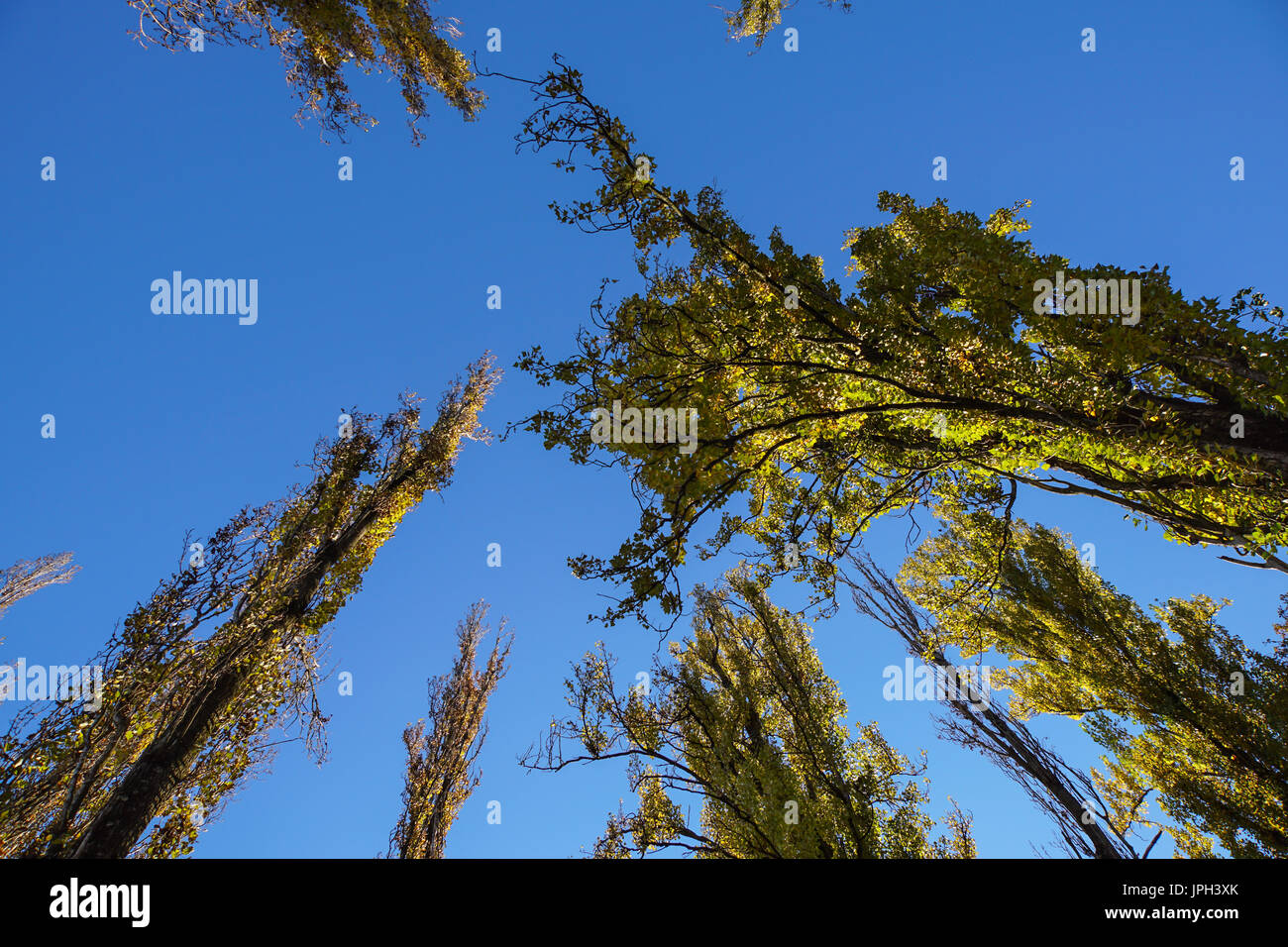 Gli alberi della foresta visto da sotto Foto Stock