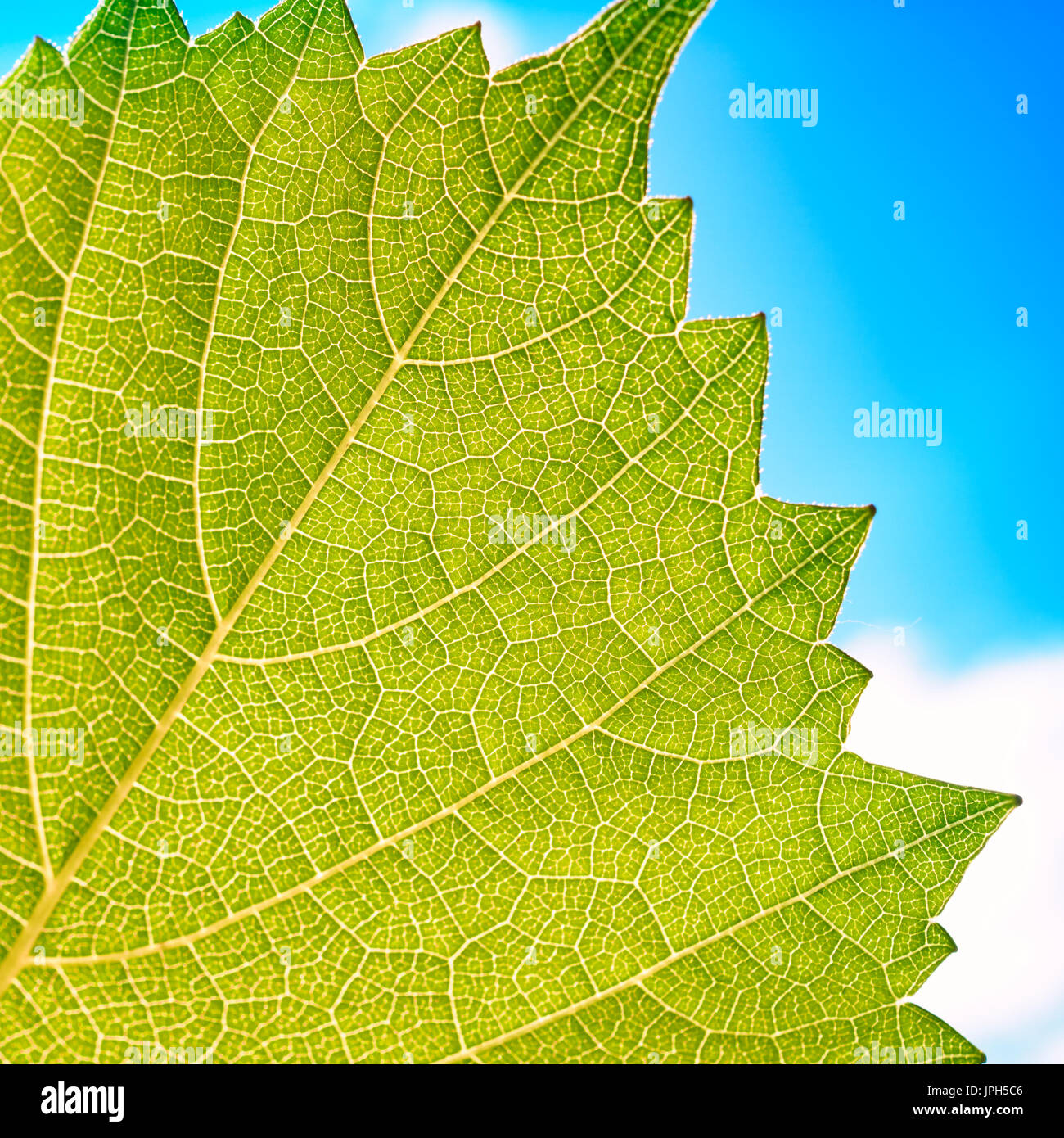 Foglie di uva texture di sfondo a foglia verde sotto la luce del sole macro closeup Foto Stock