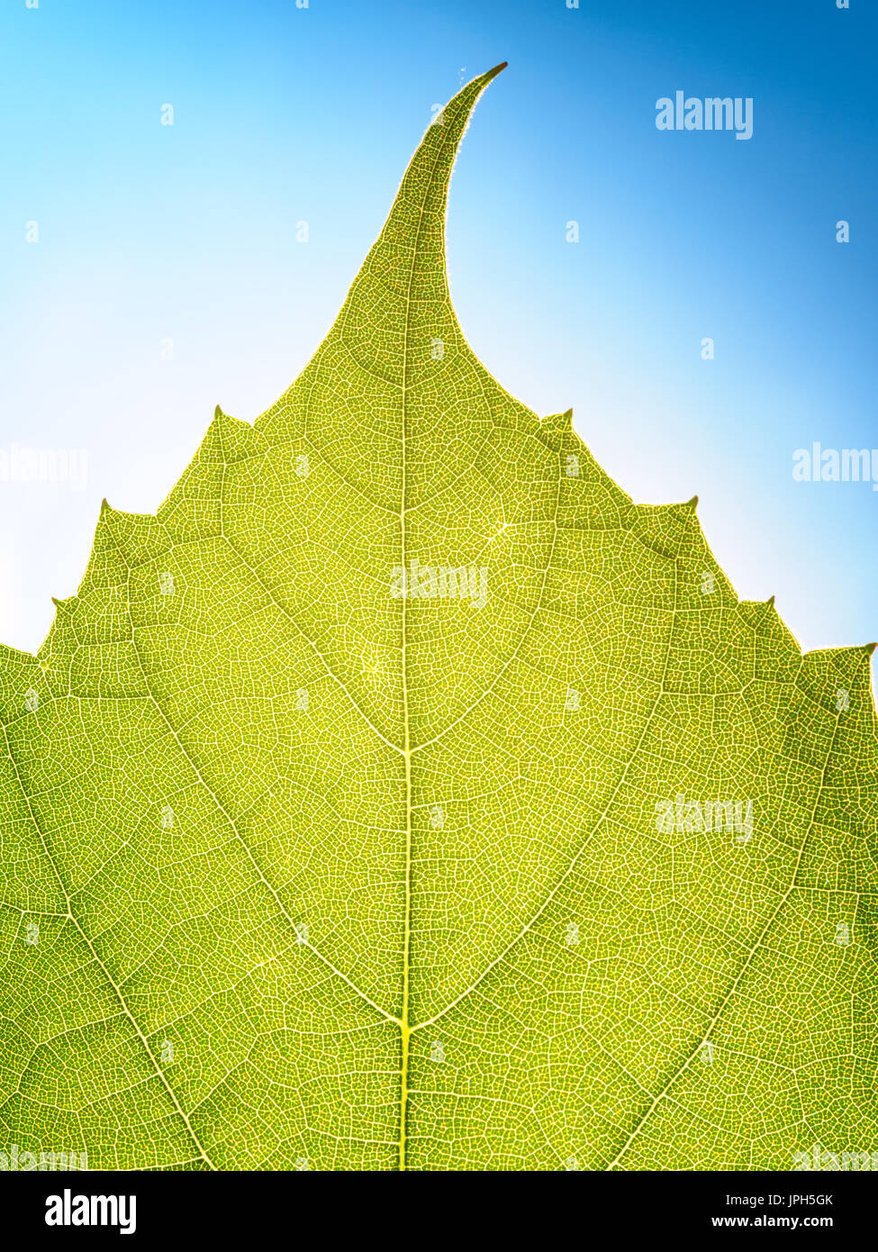 Foglie di uva texture di sfondo a foglia verde sotto la luce del sole macro closeup Foto Stock