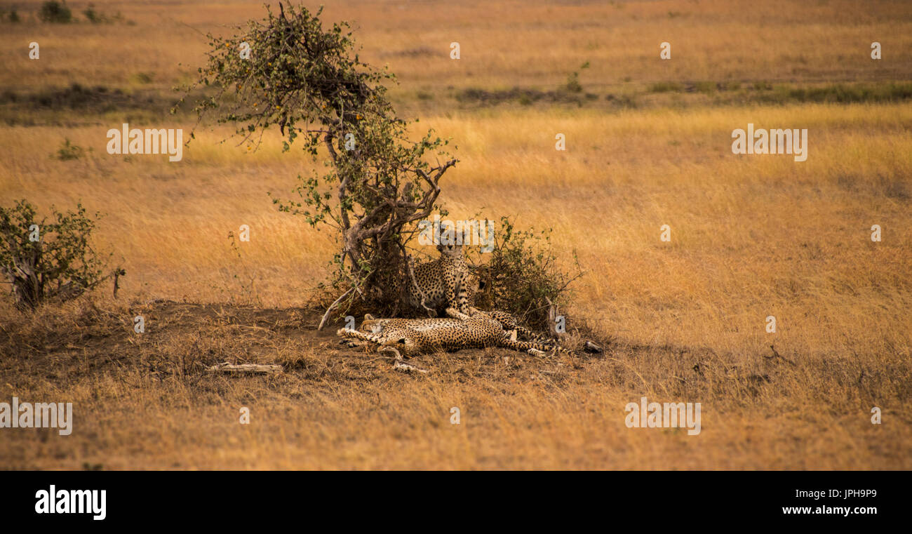 Una famiglia di giovani ghepardi in appoggio Foto Stock