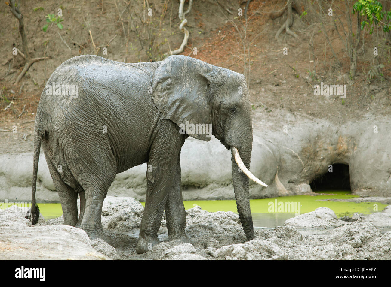 Bush africano Elefante africano (Loxodonta africana) in corrispondenza di una sorgente di acqua, South Luangwa National Park, Zambia Foto Stock