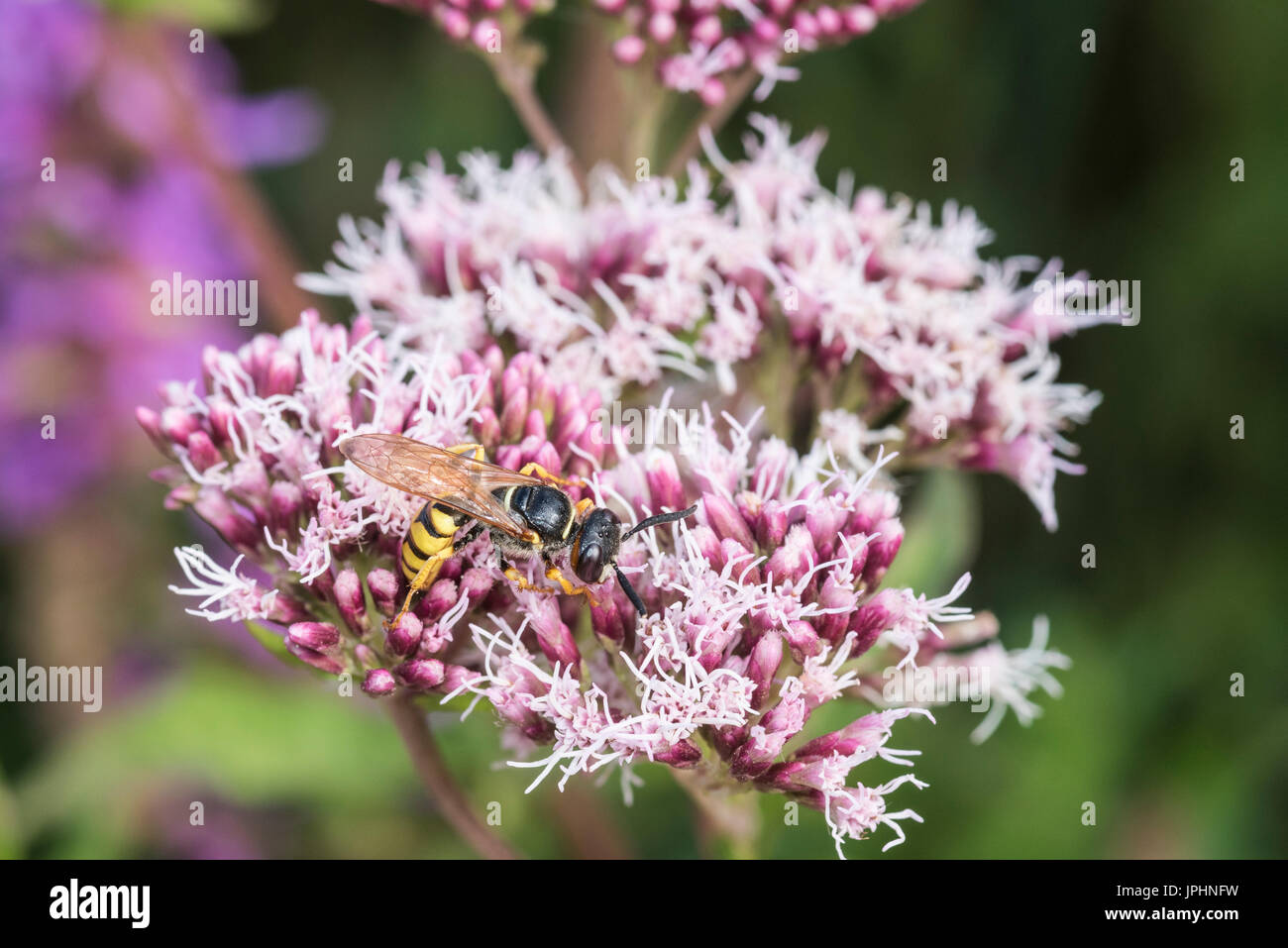 Un'ape Wolf (Philanthus triangulum) alimentazione sulla canapa Agrimony (Eupatorium cannabinum) Foto Stock