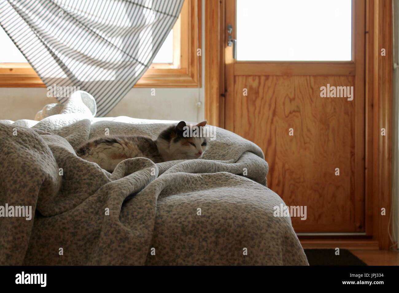 Gatto sul letto Foto Stock